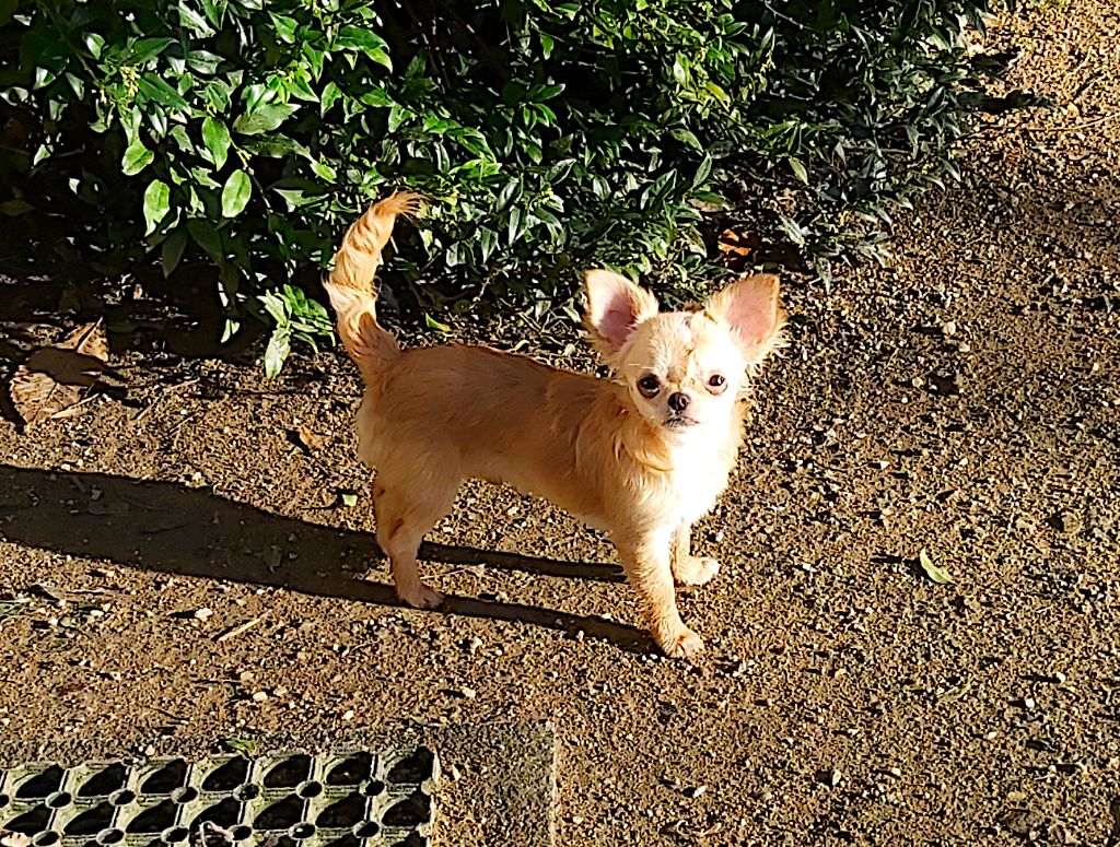 du Moulin de Kerliviry - Chiot disponible  - Chihuahua