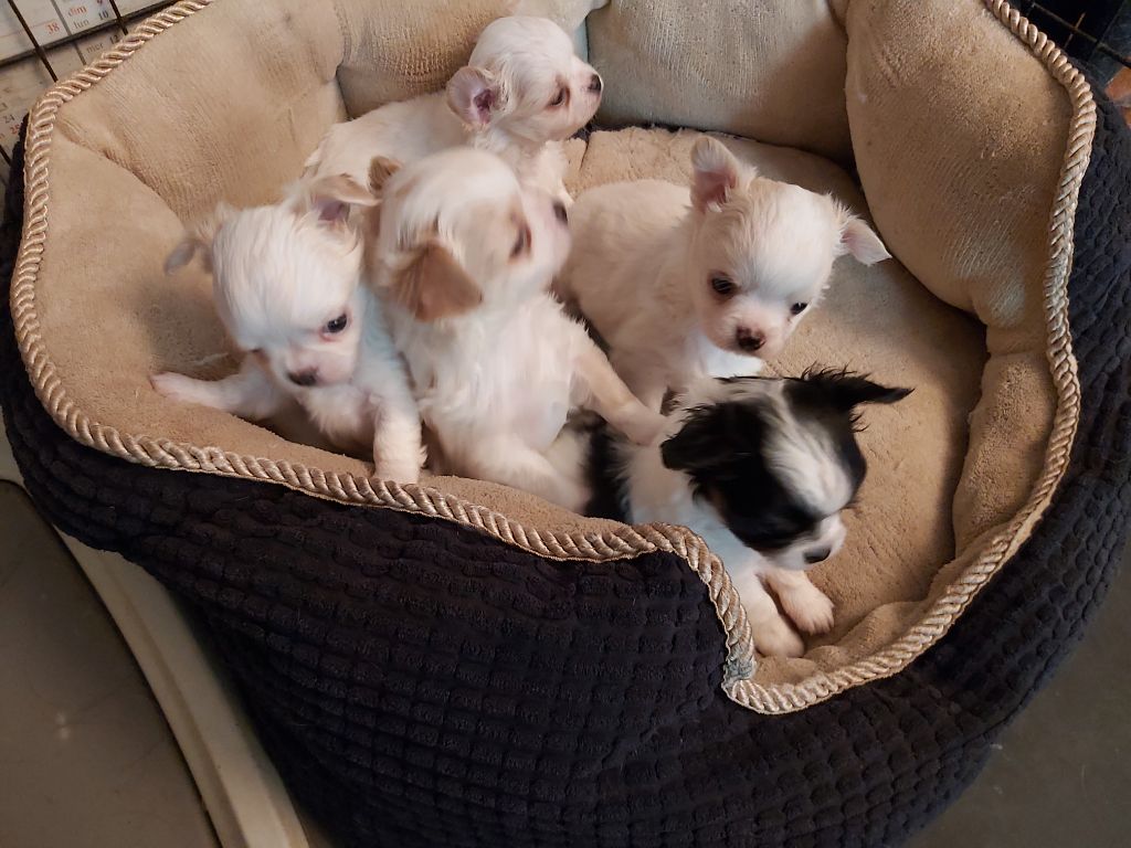 Chiot Chihuahua du Moulin de Kerliviry