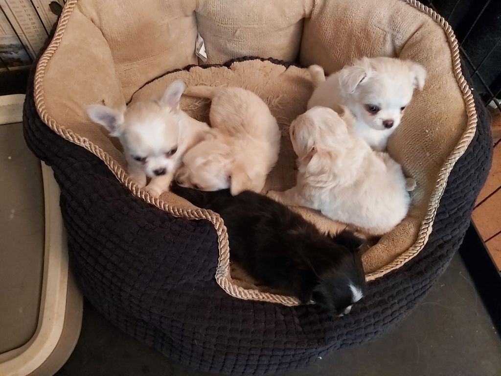 Chiot Chihuahua du Moulin de Kerliviry